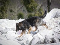 Shani